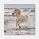 Zoek naar de wilde van adam Camargue