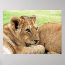 Zoek naar baby tijger posters Schattig