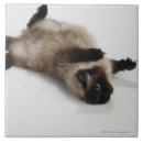 Recherche de amusement carreaux Animal