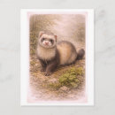 Recherche de furet cartes postales Vintage