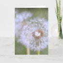 Zoek naar paardebloemen kaarten Dandelion