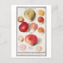 Zoek naar paddestoelen posters briefkaarten Botanisch
