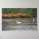 Zoek naar reiger posters Vogels
