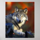 Recherche de loup photographie Loup de bois