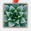 Recherche de gelée ornements Froid