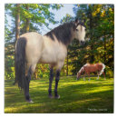 Recherche de beau cheval carreaux Animaux