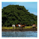 Zoek naar paard water posters Paarden