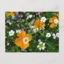 Recherche de fleurs sauvages orange cartes postales Toute personne