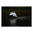 Zoek naar witte zwanen posters Water