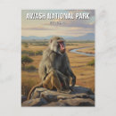 Zoek naar baviaan briefkaarten Baboon