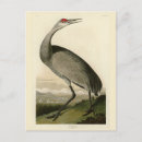 Zoek naar crane briefkaarten Vogel