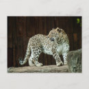 Recherche de la vie sauvage cartes postales Léopard