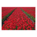 Recherche de floraison posters Néerlandais