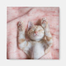 Recherche de chat orange magnets Animaux domestiques