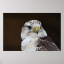 Zoek naar valkerij posters Roofvogel
