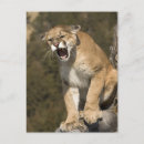 Zoek naar snauwen posters Joe