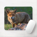 Recherche de renard rouge tapis souris Faune
