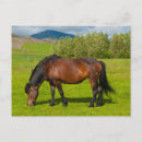 Zoek naar van paarden briefkaarten Wild paard