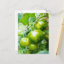 Recherche de fruit de la vigne posters Tomates