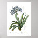 Recherche de agapanthus posters Floral