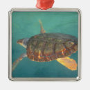 Zoek naar onderwater ornamenten Schildpad