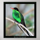 Zoek naar jamaicaans posters Natuur