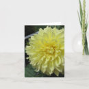 Zoek naar dahlia kaarten Geel