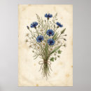 Zoek naar korenbloemen posters Vintage