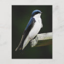 Recherche de arbres cartes postales Oiseau