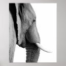 Recherche de éléphant africain posters Portrait