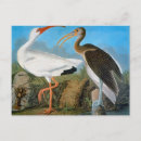 Recherche de ibis cartes postales John james audubon
