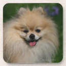 Recherche de spitz dessous de verres Chien