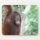 Recherche de orangs outans tapis souris Animal