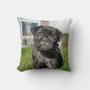 Recherche de carlin noir coussins Chien