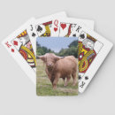 Recherche de bovin jeux de cartes Bétail