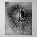 Recherche de araignée noire posters Toile d'araignée