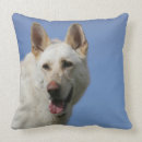 Recherche de berger blanc coussins Alsacien