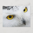 Zoek naar witte veren briefkaarten Zwart