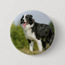 Recherche de border collie badges Halètement