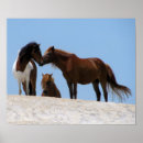 Recherche de chevaux sauvages posters Animal