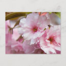 Recherche de fleur de sakura cartes postales Rose