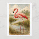 Zoek naar vintage flamingo briefkaarten Vogel