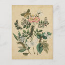 Recherche de stades cartes postales Botanique