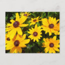 Recherche de rudbeckias cartes postales Jaune