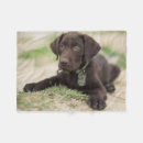 Recherche de labrador retriever blankets Chiot