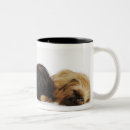 Recherche de carlin chien tasses Animaux domestiques