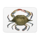 Recherche de crabes magnets Vie marine
