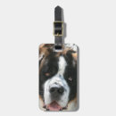 Recherche de st bernard photographie Pour tous