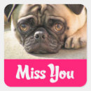 Recherche de toutou autocollants Pug
