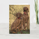 Zoek naar loyaal briefkaarten Bruin